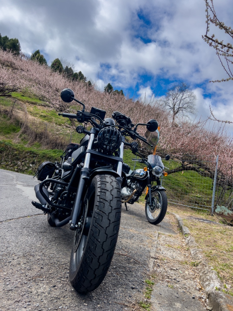 賀名生梅林(あのうばいりん):山を埋め尽くすピンクの衝撃